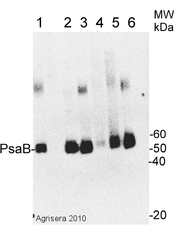 western blot using anti-PsaB antibodies